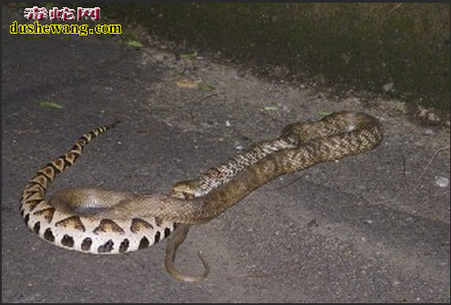 王锦蛇吃五步蛇