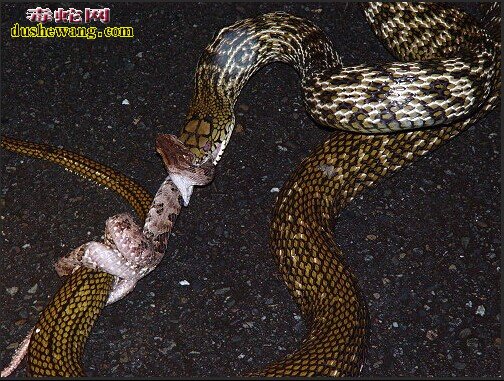 大王蛇吃烙铁头毒蛇图片，王锦蛇吃烙铁头毒蛇图片