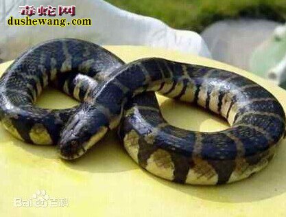 腹斑水蛇，腹斑水蛇有毒吗
