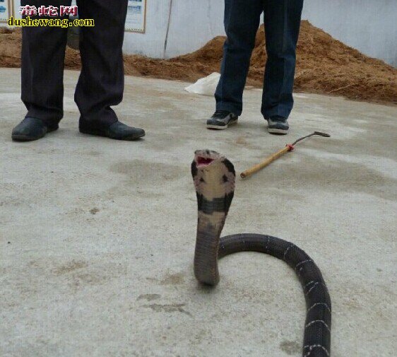 雷村蛇场养蛇技术培训