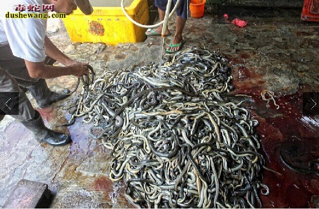 印尼宰蛇厂工人手工剥蛇皮加工蛇产品全过程