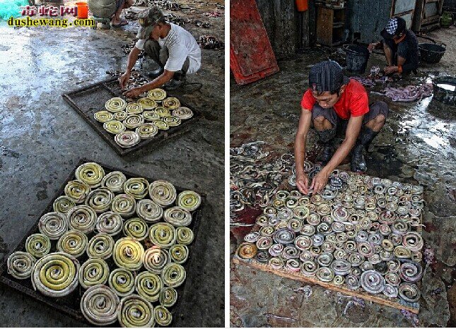 印尼宰蛇厂工人手工剥蛇皮加工蛇产品全过程