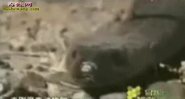 一滴毒可杀死50万只老鼠的毒蛇太攀蛇