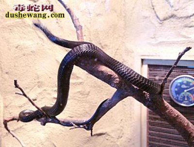 梦见黑蛇,梦见黑蛇预示着什么