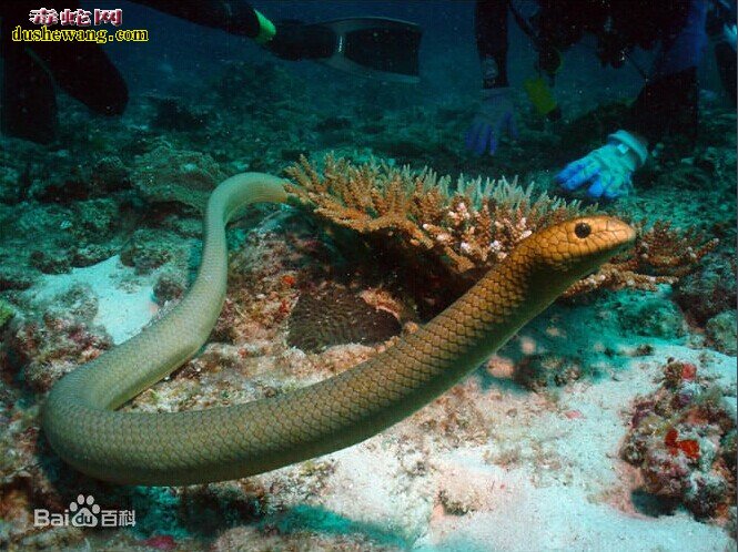 青环海蛇