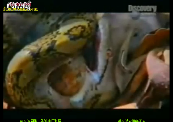 蟒蛇vs眼镜王蛇