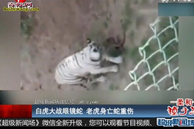 白虎大战眼镜蛇