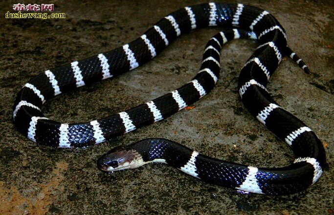 国内最毒的毒蛇是什么蛇？