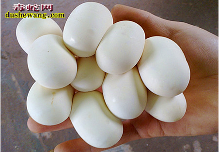 2015菜花蛇蛋价格,2015黑眉锦蛇蛋价格