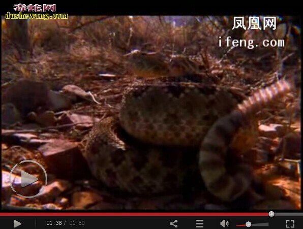 莫哈维响尾蛇