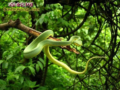 被竹叶青蛇咬到脚