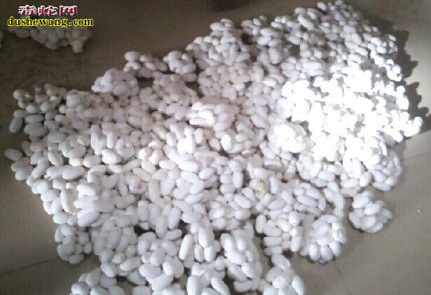 水律蛇蛋价格是多少,滑鼠蛇蛋价格