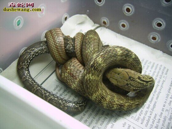 大王蛇吞蛇图片