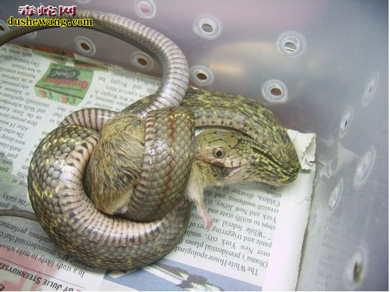 大王蛇吞食老鼠图片