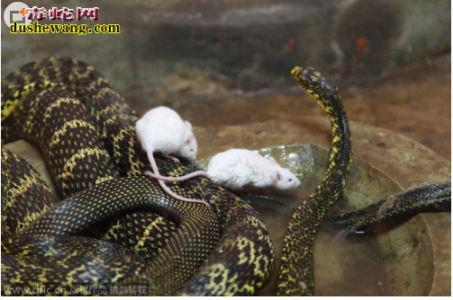 大王蛇吞食老鼠图片