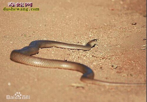世界上最毒的十大毒蛇，太攀蛇NO1