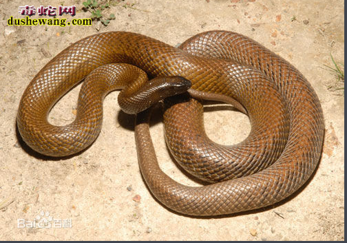 世界上最毒的十大毒蛇，太攀蛇NO1