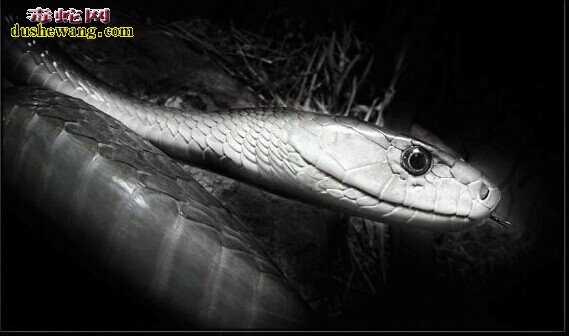 黑曼巴属于全球第几大毒蛇