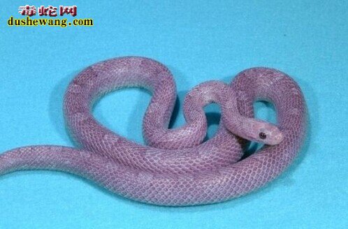 紫色玉米蛇