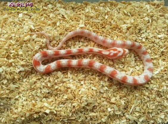 糖果玉米蛇