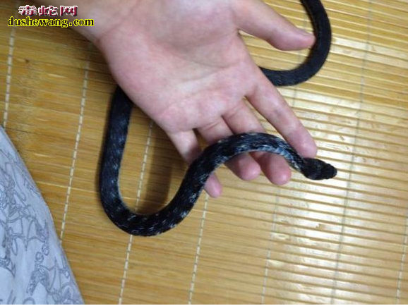 墨蓝虎斑游蛇