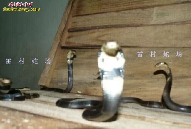 雷村蛇场泰万蛇苗