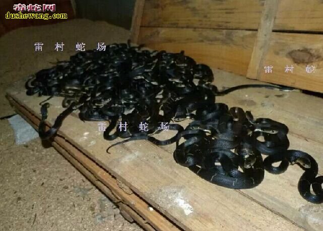 雷村蛇场泰万蛇苗