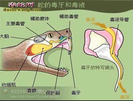 蛇咬伤的紧急处理