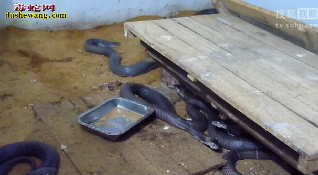 雷村蛇场、发酵床养蛇