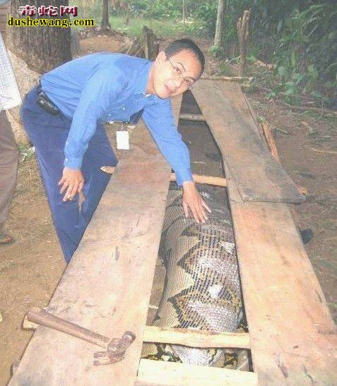 蟒蛇 饲养