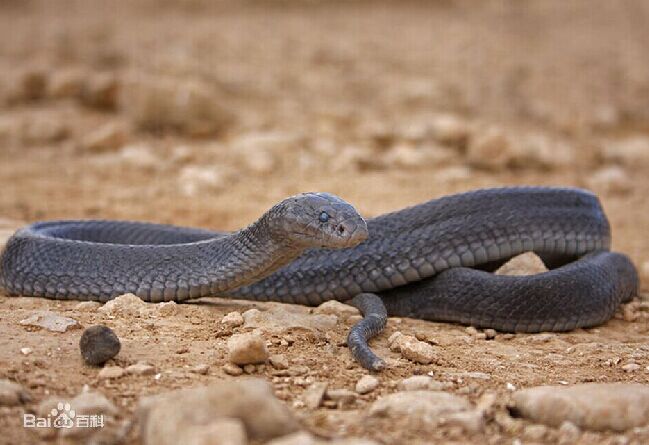 沙漠黑蛇