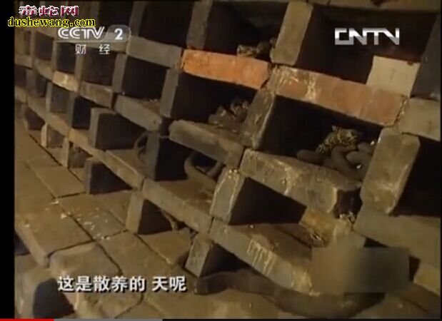 大王蛇养殖视频致富经