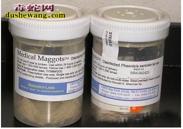 毒蛇缠身吃蜘蛛 盘点各地恐怖的另类治病偏方