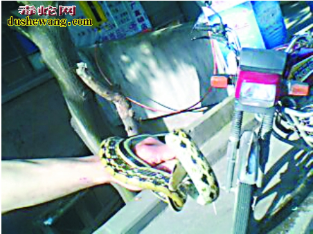 菜花蛇的生活习性