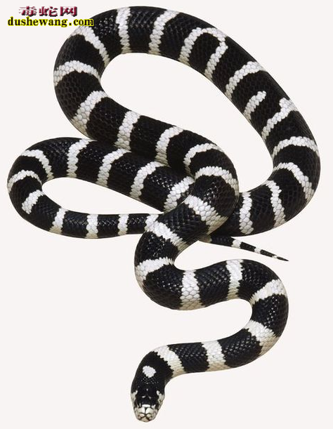 银环蛇黑白王蛇
