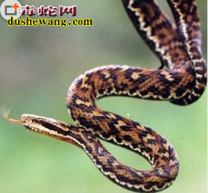 秦岭蝮蛇