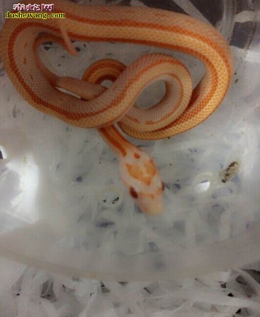 帕布拉奶蛇能长多大 纳尔逊呢?