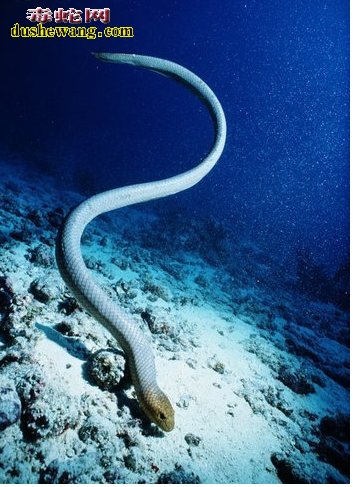 海蛇养殖