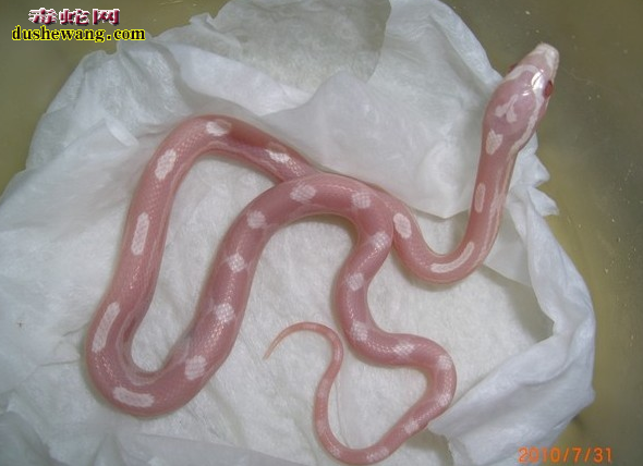 玉米蛇甜甜圈