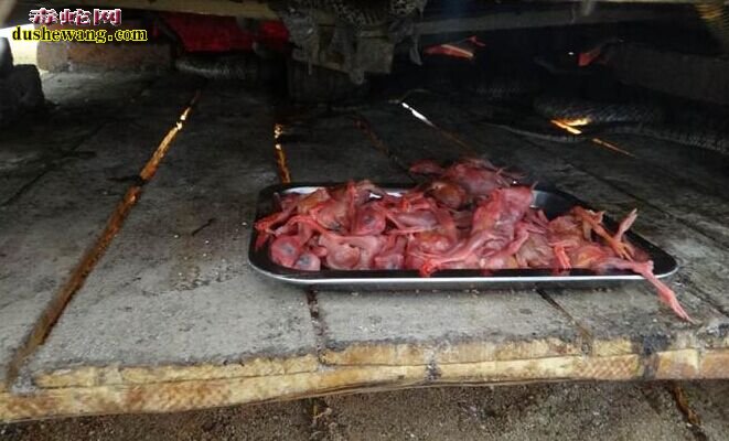 人工养蛇不吃死食怎么办,如何训练蛇吃死食