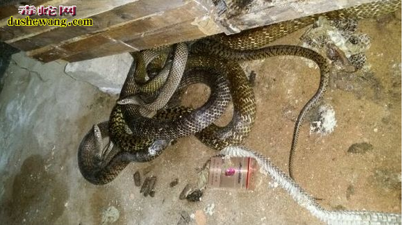 人工养蛇需要注意的问题