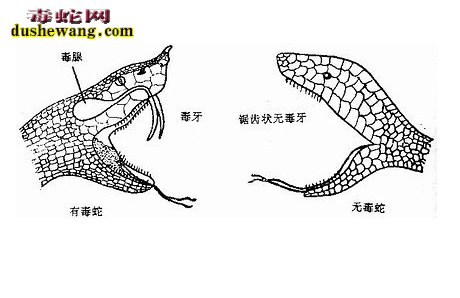 怎么识别毒蛇无毒蛇、毒蛇蛇伤防治