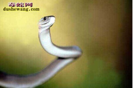 黑曼巴是黑树眼睛蛇吗？