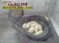 眼镜蛇快生蛋时死亡怎么办,眼镜蛇难产怎么办?