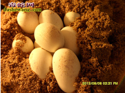 水律蛇蛋孵化沙泥含水量
