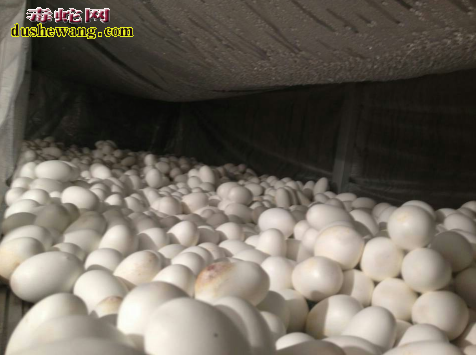 水律蛇蛋孵化64天还没出蛇苗原因？