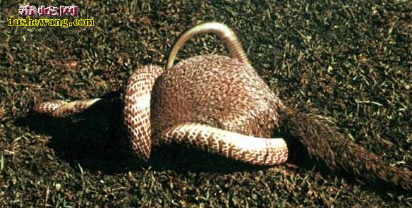 眼镜王蛇和獴