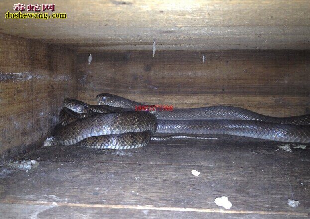 养殖滑鼠蛇