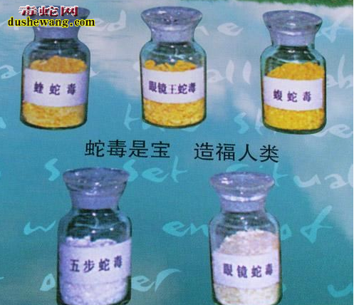 人工养殖毒蛇,蛇毒采集即加工步骤