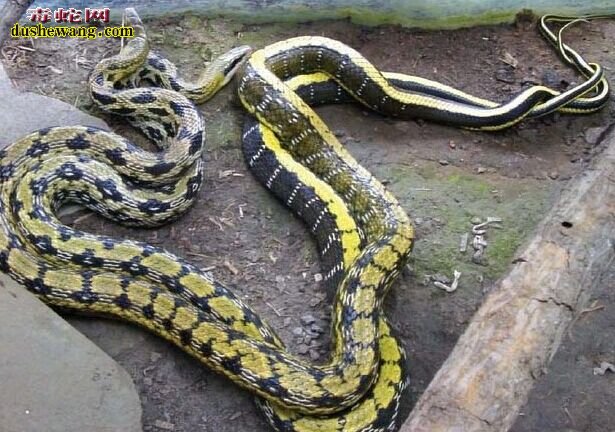 蛇从交配到分娩有多长时间